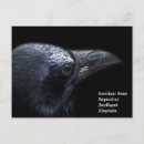 Search for corvidae postcards Raven