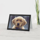 Search for golden retriever cards Animals