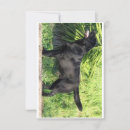Search for black labrador thank you cards Cute