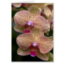 Search for vanda Flora