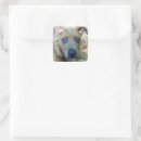 Search for pit stickers Bully breed