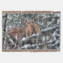 Search for deer photography Wilderness