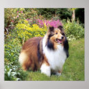 Search for sheltie art Collie