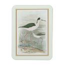 Search for wild birds magnets Florida