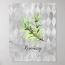 Search for cooking herbs posters Rosemary
