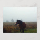 Search for collectable photography Collectibles