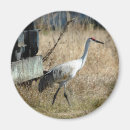 Search for cranes magnets Nature