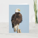 Search for eagles cards Wildlife