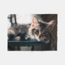 Search for tabby cat blankets Photography