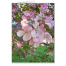 Search for crab apple Blossoms