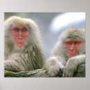 Search for snow monkey Nagano