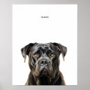 Search for cane corso posters Puppy