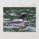 Search for loons postcards Bird