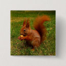 Search for nut with squirrel badges Squirrels