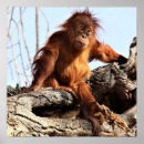 Search for ape pics posters Monkey