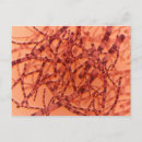 Search for microscopic postcards Biology