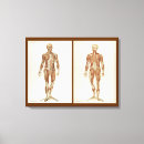 Search for anatomy canvas prints Posterior