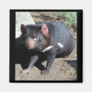 Search for devil magnets Black
