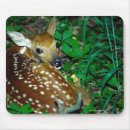Search for young animal mousepads Photography