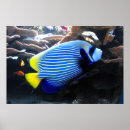 Search for angelfish art Coral