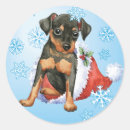 Search for miniature pinscher stickers Zwergpinscher