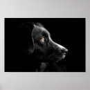 Search for labrador retriever posters Head