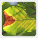 Search for green leaf stickers Nature photography