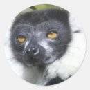 Search for lemurs stickers Nature