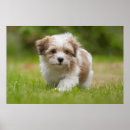 Search for havanese posters Puppy