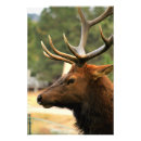 Search for elk posters Wild life