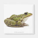 Search for frog gifts Wildlife