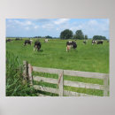 Search for dairy cow posters Cows