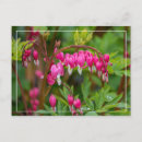 Search for spring rain postcards Flowers