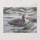 Search for cute chick postcards Animals