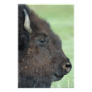 Search for bison photography Buffalo