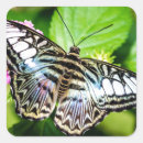 Search for blue winged butterfly stickers Butterflies