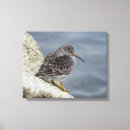 Search for sandpiper art Wildlife