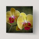 Search for orchid badges Yellow