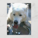 Search for samoyed dog postcards Breed