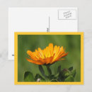Search for medicinal plants postcards Flower