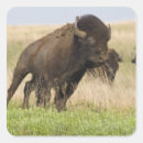 Search for bison stickers Prairie