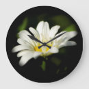 Search for daisy clocks Bloom