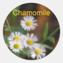 Search for chamomile flowers stickers Tea