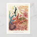 Search for echinoderms postcards Illustration