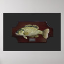 Search for freshwater fish posters Sport