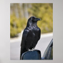Search for raven art Crow