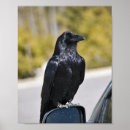 Search for raven art Crow