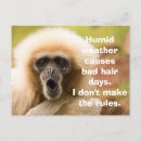 Search for funny monkey postcards Ape