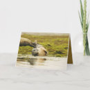 Search for harbour cards Seal