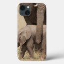 Search for elephant trunk cases Wildlife